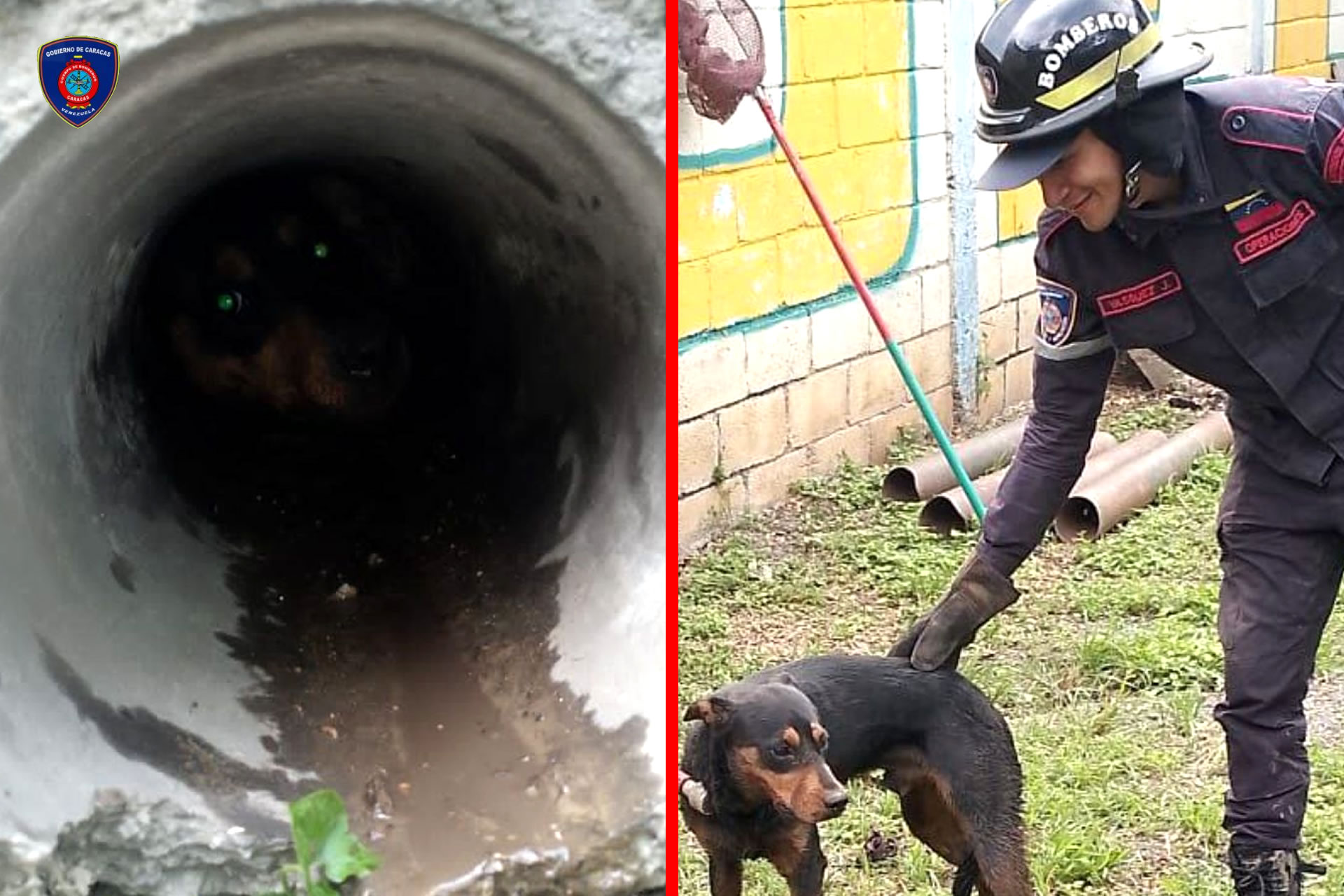 Bomberos rescatan a un perro atrapado en un ducto de concreto en Ruiz ...